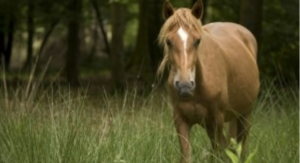 brown horse standing in grass field with dark trees in background