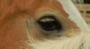 close-up of brown horse's eye
