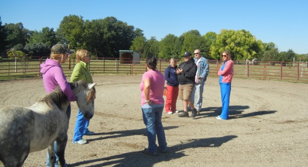 eal professionals learning in horse outdoor arena