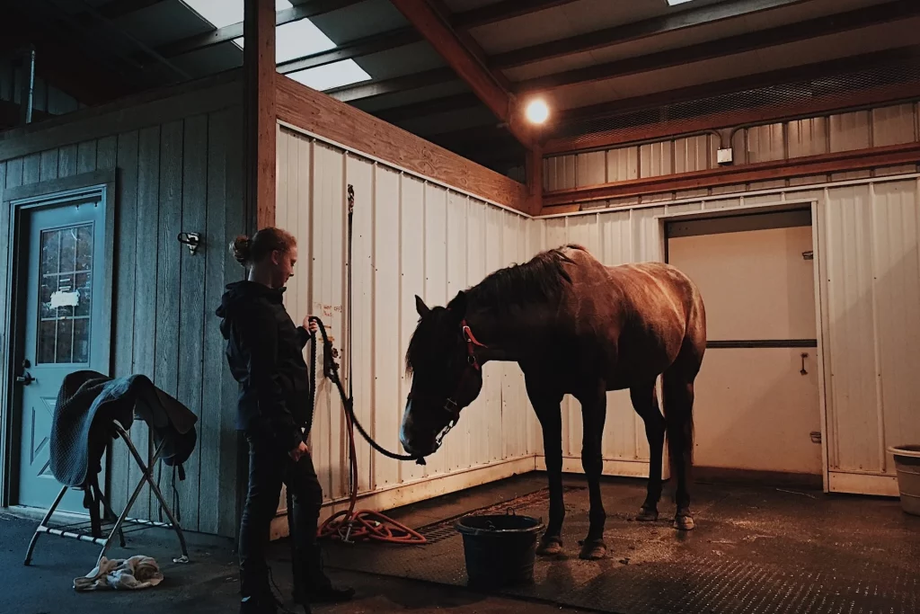 rider cleaning a horse in a stall