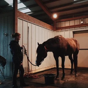 rider cleaning a horse in a stall