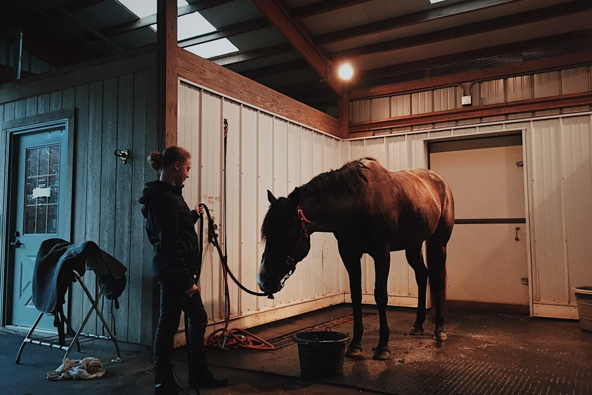 Introduction to Equine-assisted Learning - Strides to Success