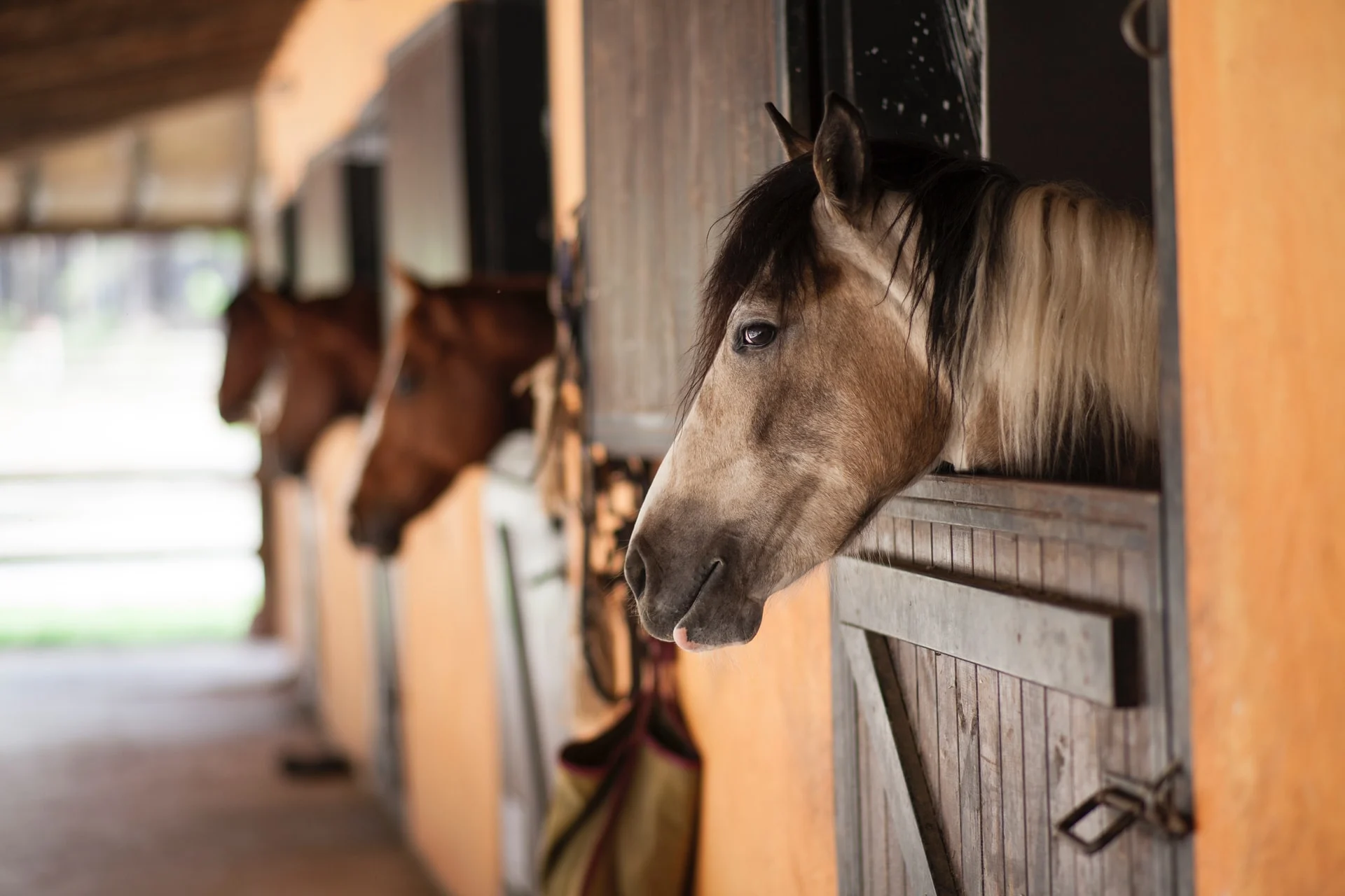 horses with their heads sticking out of barn stalls