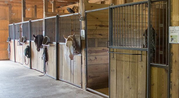 row of stalls with horses sticking their heads out